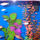 Aquatics Unlimited - Aquariums & Aquarium Supplies-Leasing & Maintenance