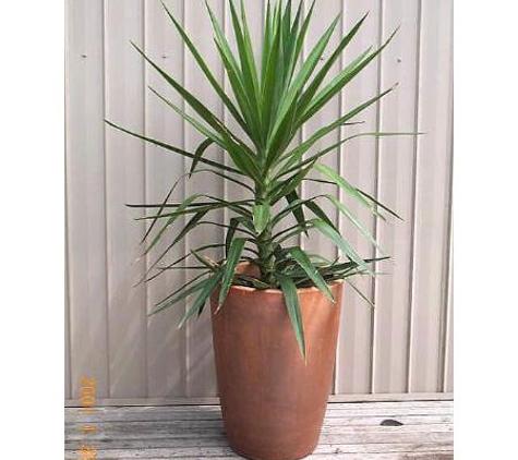 Plants For Hire Pty Ltd - Dingley Village, VIC