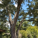 Victory One Tree Service & Stump Grinding