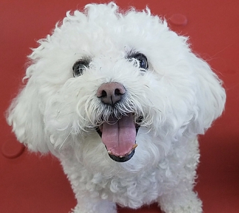 Flying High Pet Resort - Camarillo, CA. Happy Doggies in Doggy Day Care at Flying High Pet Resort