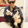 Annapolis Cat Hospital gallery
