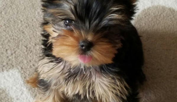 brooklyn yorkshire terrier puppies - brooklyn, NY