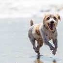 Fitdog