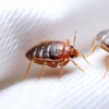 Mayflower pest control gallery