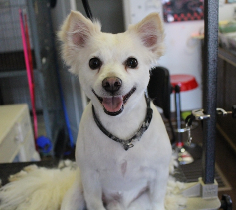 A & A Pet Groomers & Ink - Lodi, CA