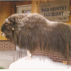 Wild Country Taxidermy