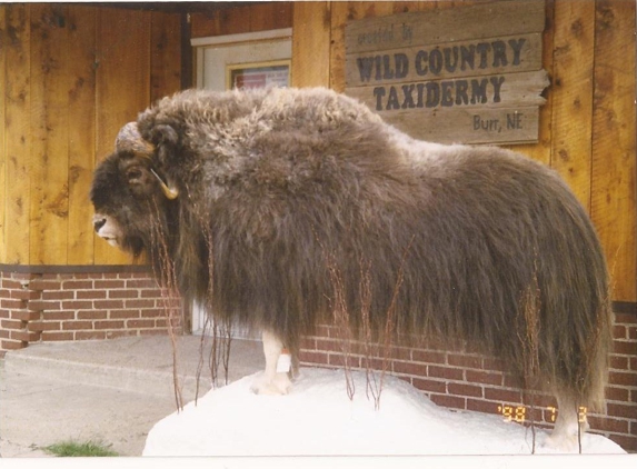 Wild Country Taxidermy - Burr, NE