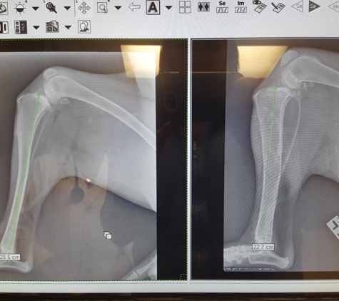 West Hills Animal Hospital & 24hr Emergency Veterinary Center - Huntington, NY. Xrays which show stunted growth in our puppys tibia due to Dr Lancers carelessness and arrogance.
