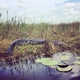 Arthur R. Marshall Loxahatchee National Wildlife Refuge