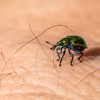 Waltham Pest Services gallery