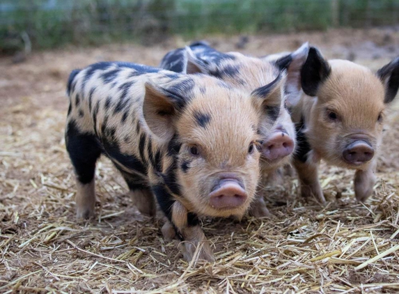 Halbert Farm - Burleson, TX