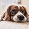 Little Paws Carpet Cleaning gallery