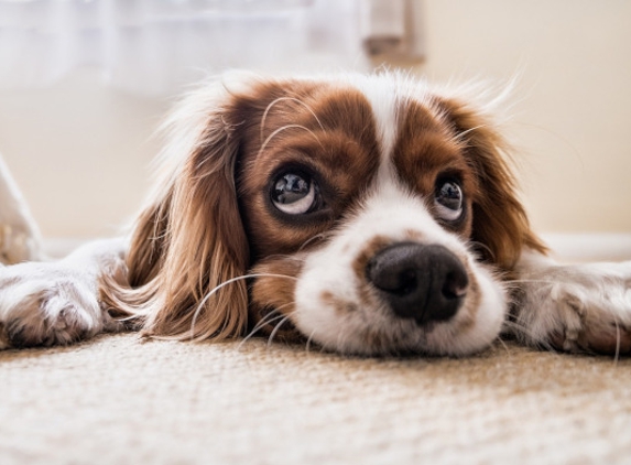 Cascade Carpet Cleaners. PET SAFE CARPET CLEANER - Own one of these? Don't let those sad eyes fool you. The carpets are filthy. Call for an estimate today.