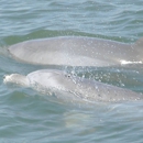 Indian River Lagoon Boat Tours - Boat Tours
