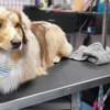 The Holistic Paw Pet Grooming and Med-Spa gallery