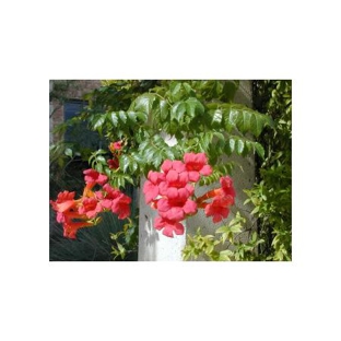 Junction Hill Nursery