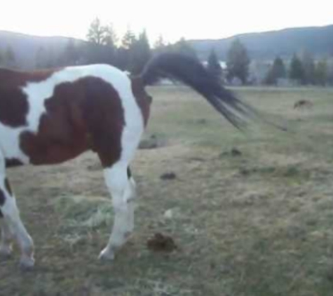 Coventry Farm - Littleton, CO. hot stemy horse dumpy show good feeds on the horse buthawl!