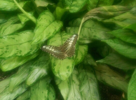 The Butterfly Palace - Branson, MO