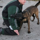 Elite Florida Canine College - Dog Training