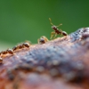Ehrlich Pest Control gallery