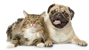 Hawks Prairie Veterinary Hospital - Veterinary Clinics & Hospitals