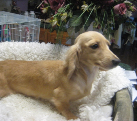 Carter's Dachshunds - Lumberton, NC