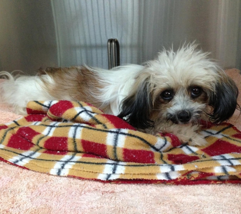 Edmonton Vet Clinic & Cattery - Bentley Park, QLD