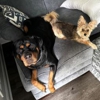Noble Dog Training gallery