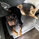 Noble Dog Training - Dog Training