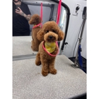 Kontota of Central Houston - Mobile Dog Grooming