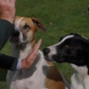 One Mission Dog Training - Worcester gallery