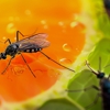 Eagle Eye Pest Control inc gallery