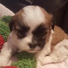 California ShihTzu Pups