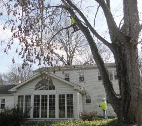 Frank's Tree Service and Stump Grinding - Doylestown, PA