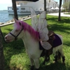 Miami Pony Rentals gallery