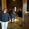 Ashford Stud gallery