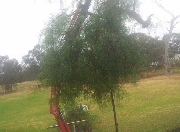 Pyrenees Trees - Carisbrook, VIC