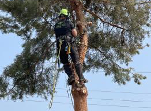 Arbor Pro Tree Service - Ogden, UT