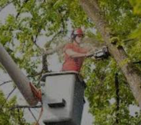 A1 Tree Service - Peoria, IL