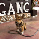 Woof Gang Bakery & Grooming Starland - Pet Services