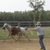 West Plains Horse Boarding gallery