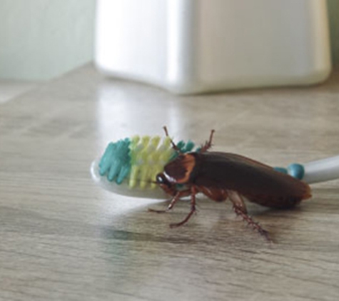 Creepy Crawly Pest Control Kingaroy