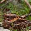 Affordable Wildlife Removal gallery