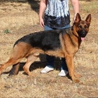 Lenga's German Shepherds