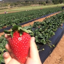 Kenny's Strawberry Farm - Farms