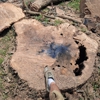 Stump Grinding Services gallery