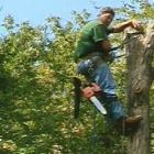 Clark Tree Expert Company