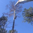 Big Bend Tree Service