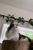 The Country Inn For Cats - Animal Shelters