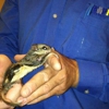 Trappro Humane Wildlife Removal gallery